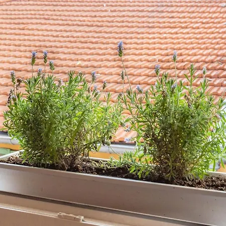 Apartment #5 Flower Markets Place 1min To Beach & Saleya Nice